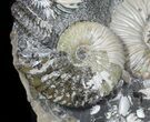 Iridescent Ammonite (Deschaesites) Cluster - Russia #50764-4